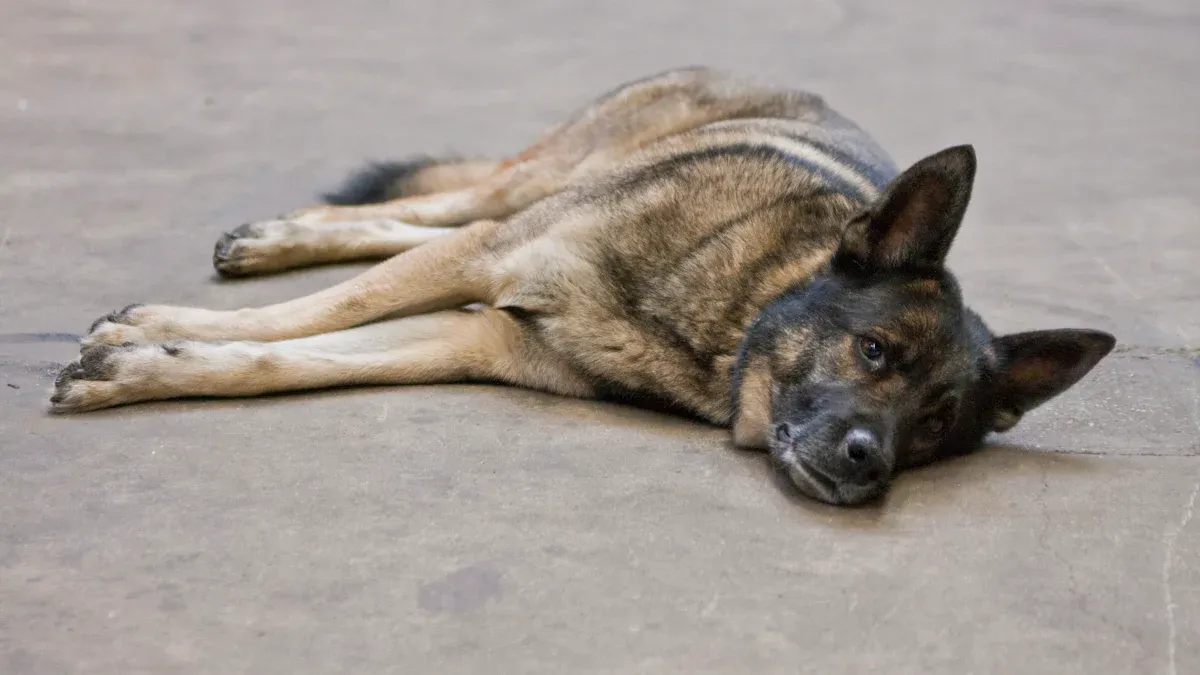 Common Elbow Problems in Dogs