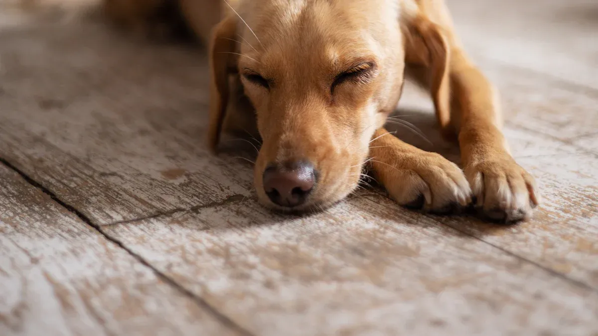 What Is a Dog ACL Tear?