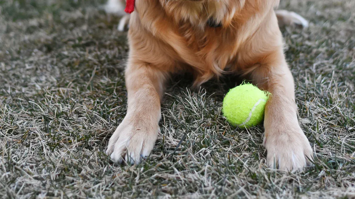 How Canine Knee Braces Work