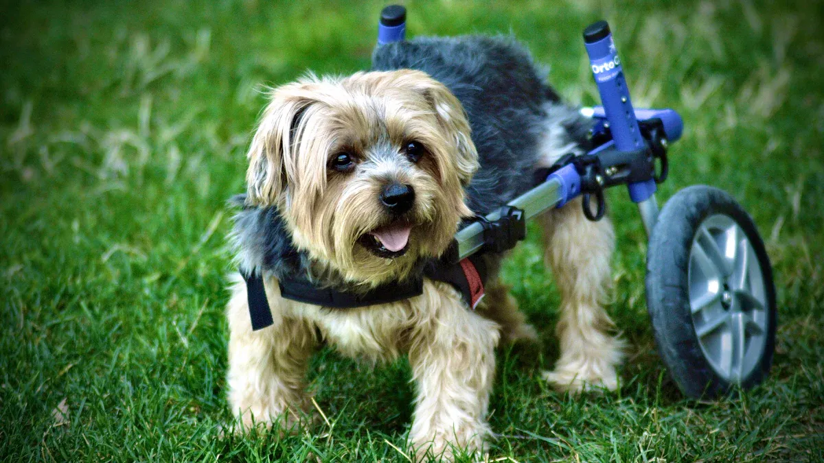 Mobility Aids for Senior Dogs