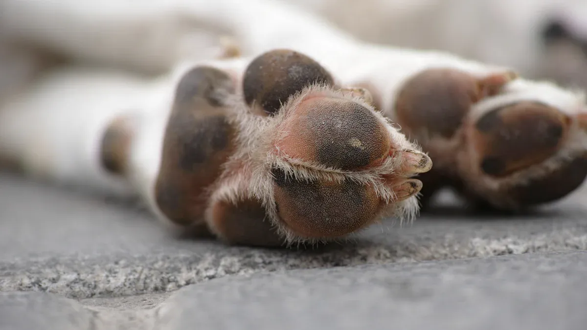 Common Leg Injuries in Dogs