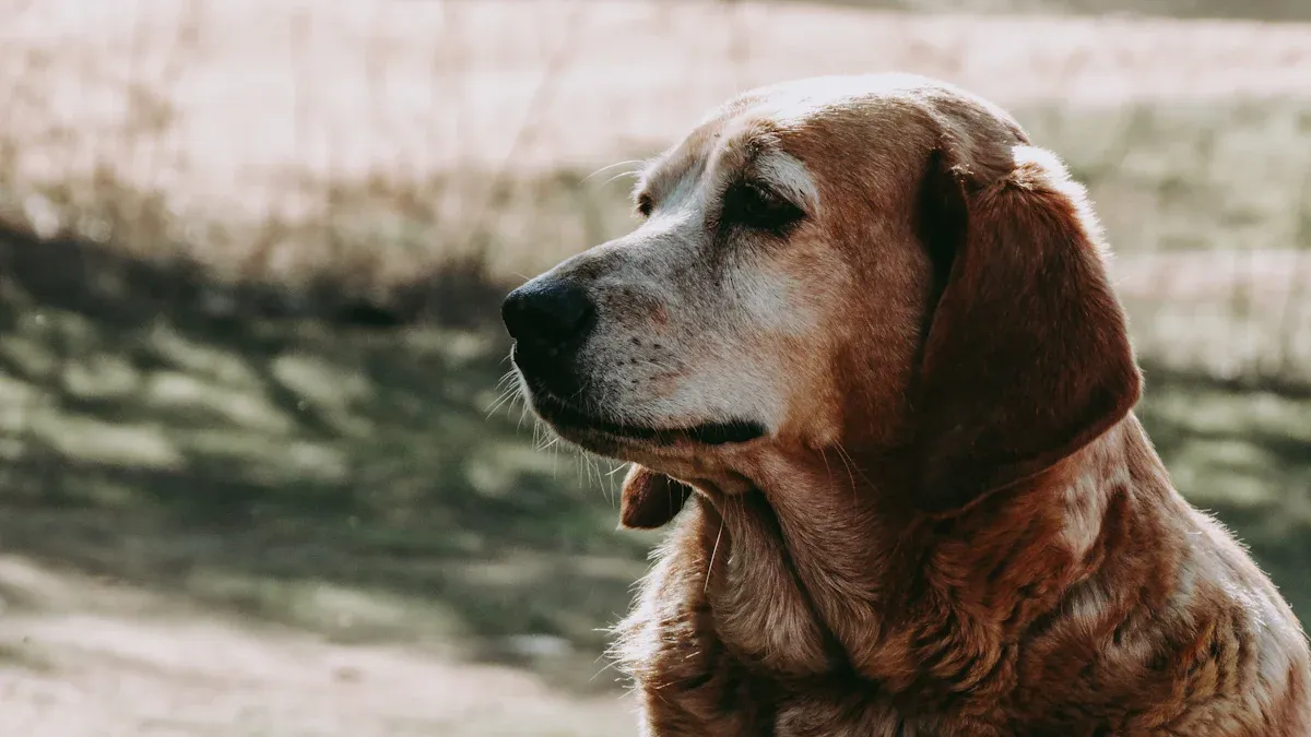Benefits for Senior Dogs