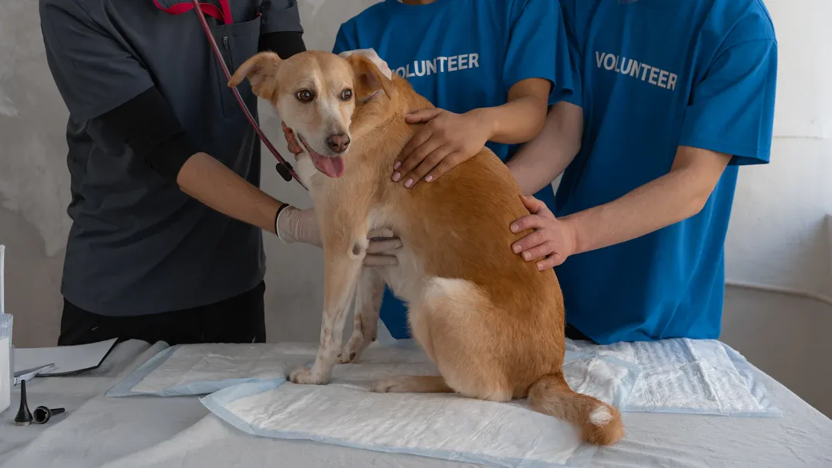 How Dog Hip Braces for Arthritis Work