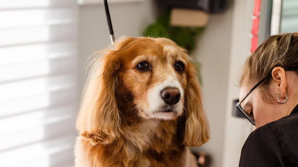 Dog Hock (Tarsal) Joint Basics