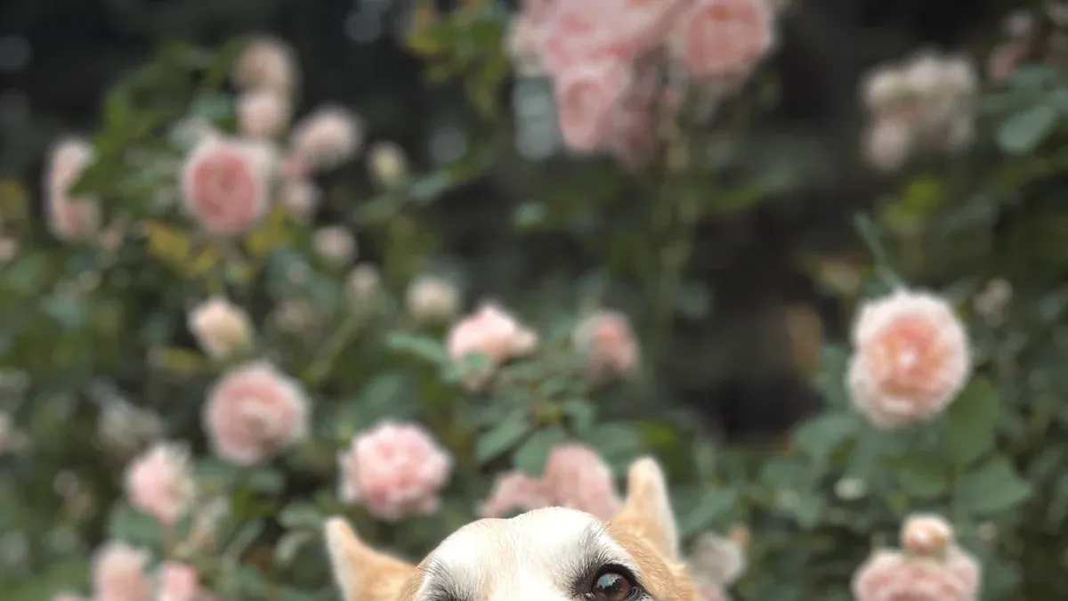 Types of Dog Carpal Braces