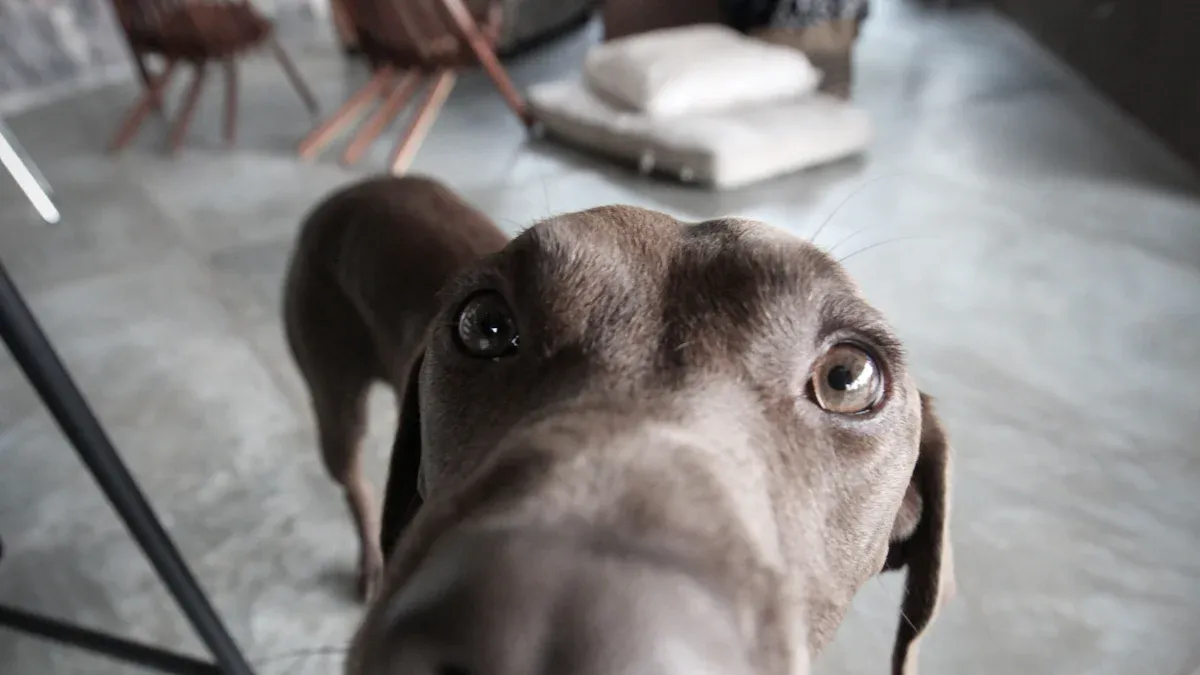 Types of Dog Hock Braces