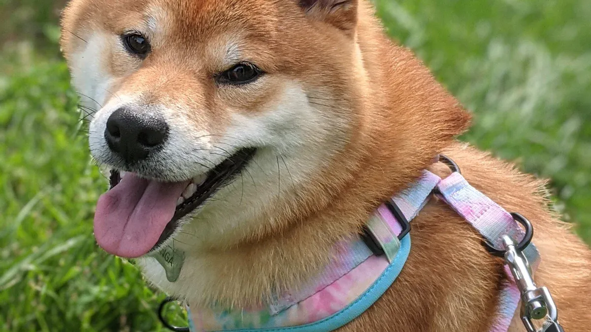 Types of Dog Leg Braces