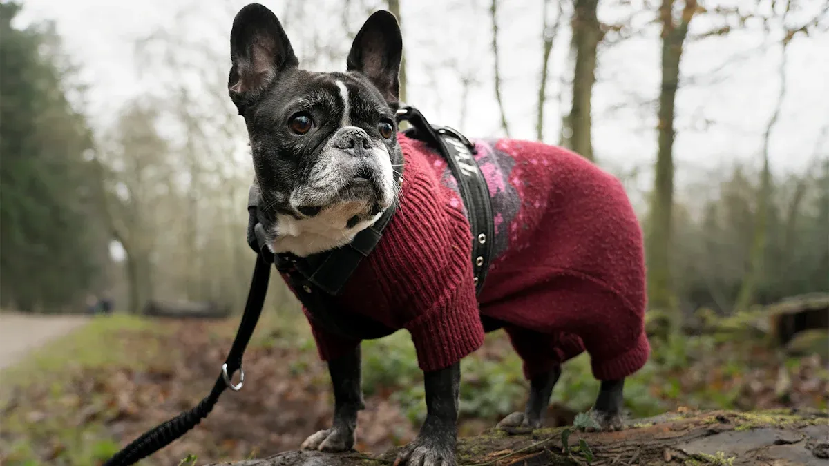 Types of Dog Foot Braces and Key Features