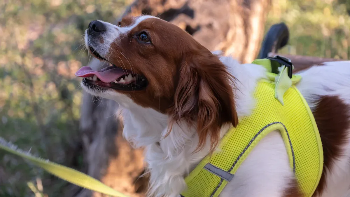 Benefits of Dog Leg Braces