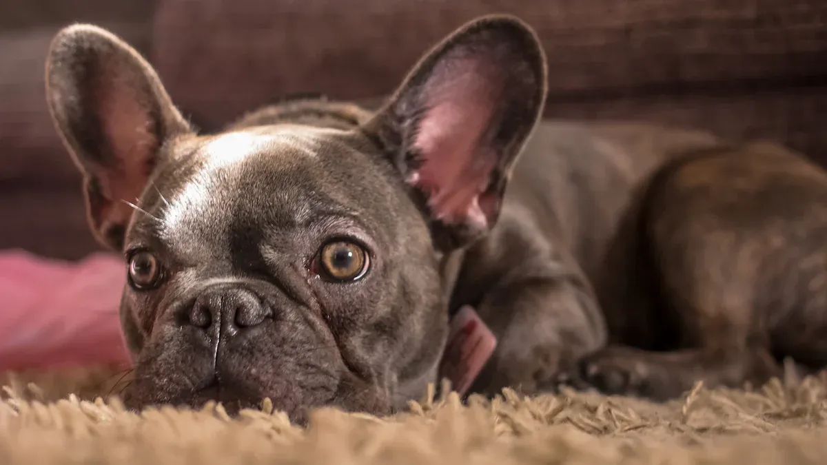 Main Functions and Indications of Dog Elbow Braces