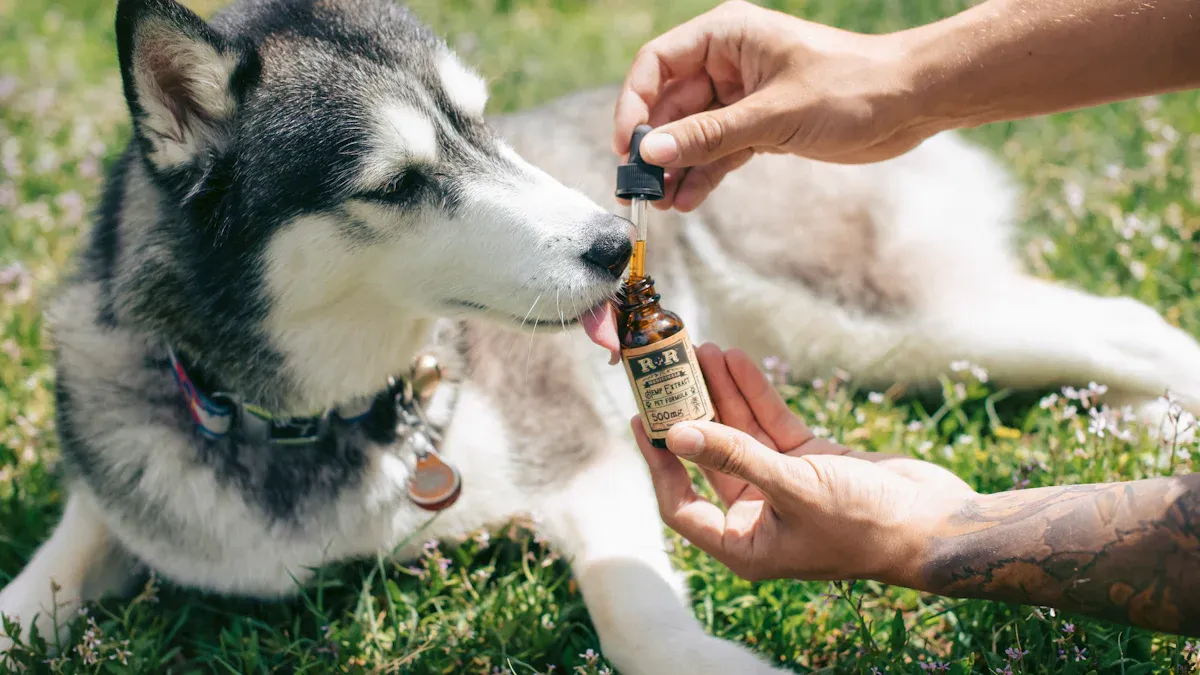 Torn ACL in Dogs: Causes and Symptoms