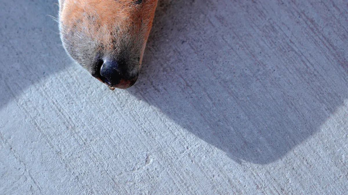 Why dogs lick incisions and risks for healing