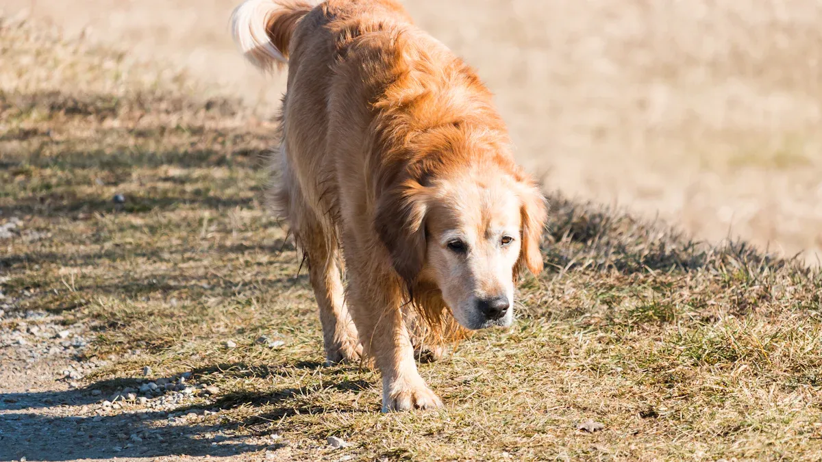 Understanding Canine Arthritis