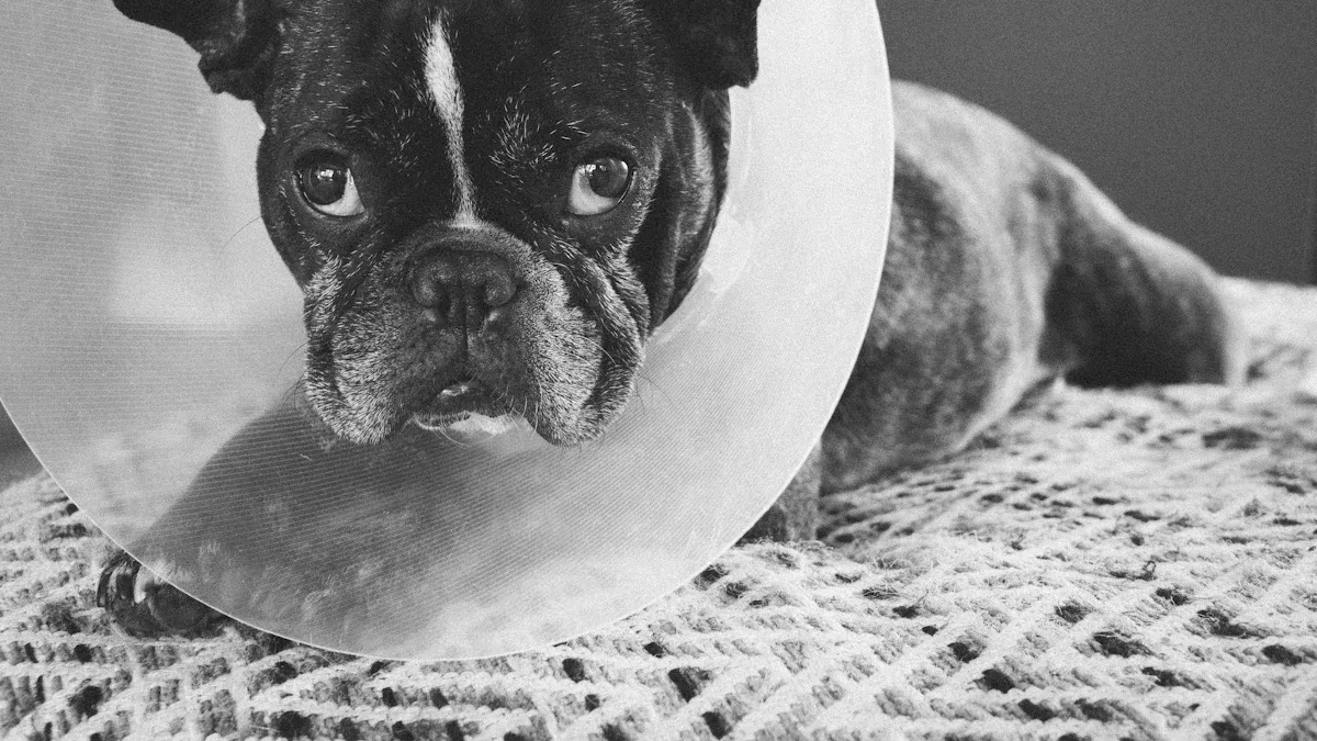 Soft e-collars, suits, and inflatable collars: pros and cons