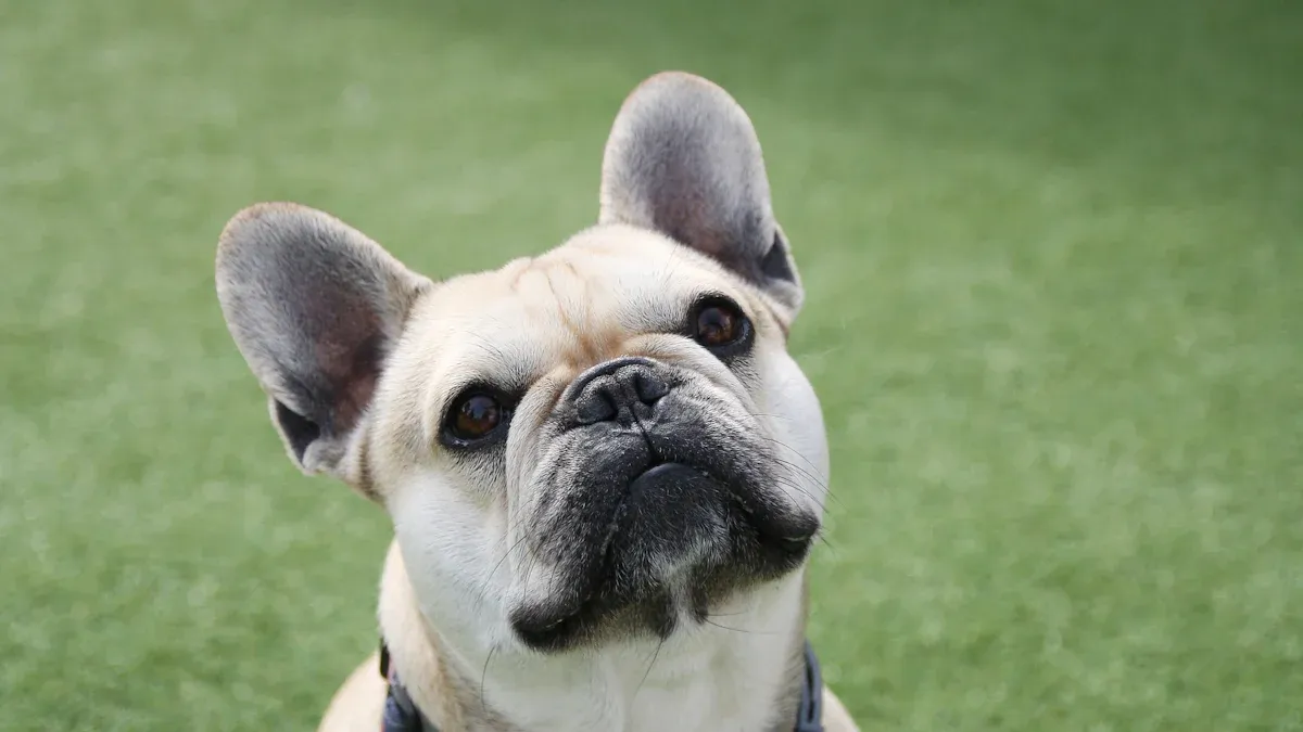 ADA 2025-Ready Service Dog Safety Harness Features