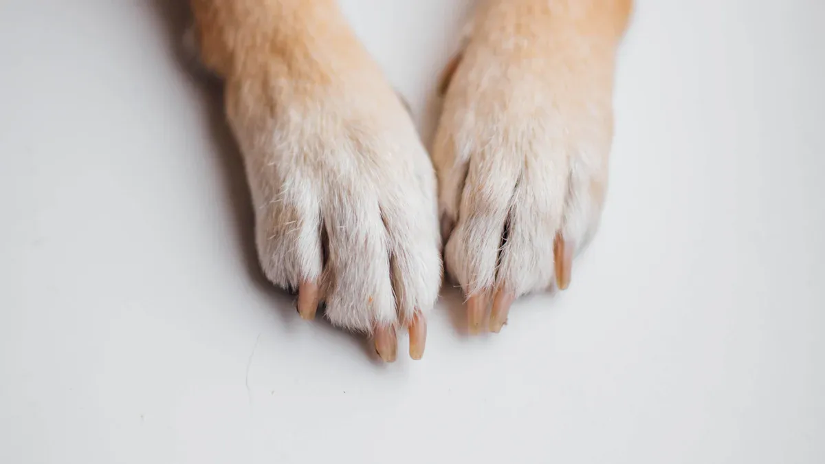 What Is Conservative Treatment for Dog Knee Injuries?