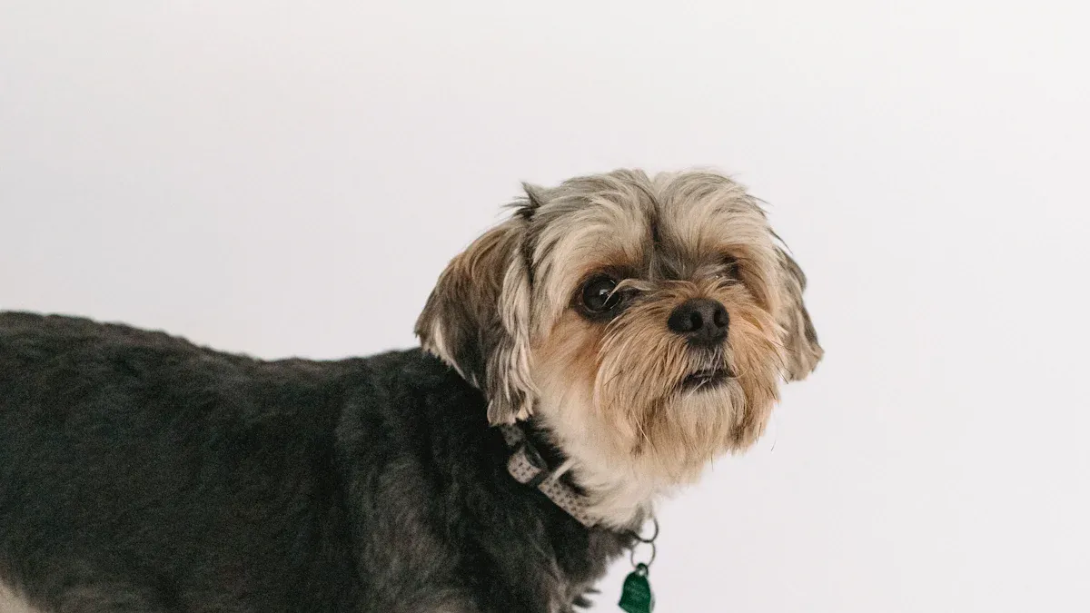 Fitting and Introducing a Dog Hock Brace