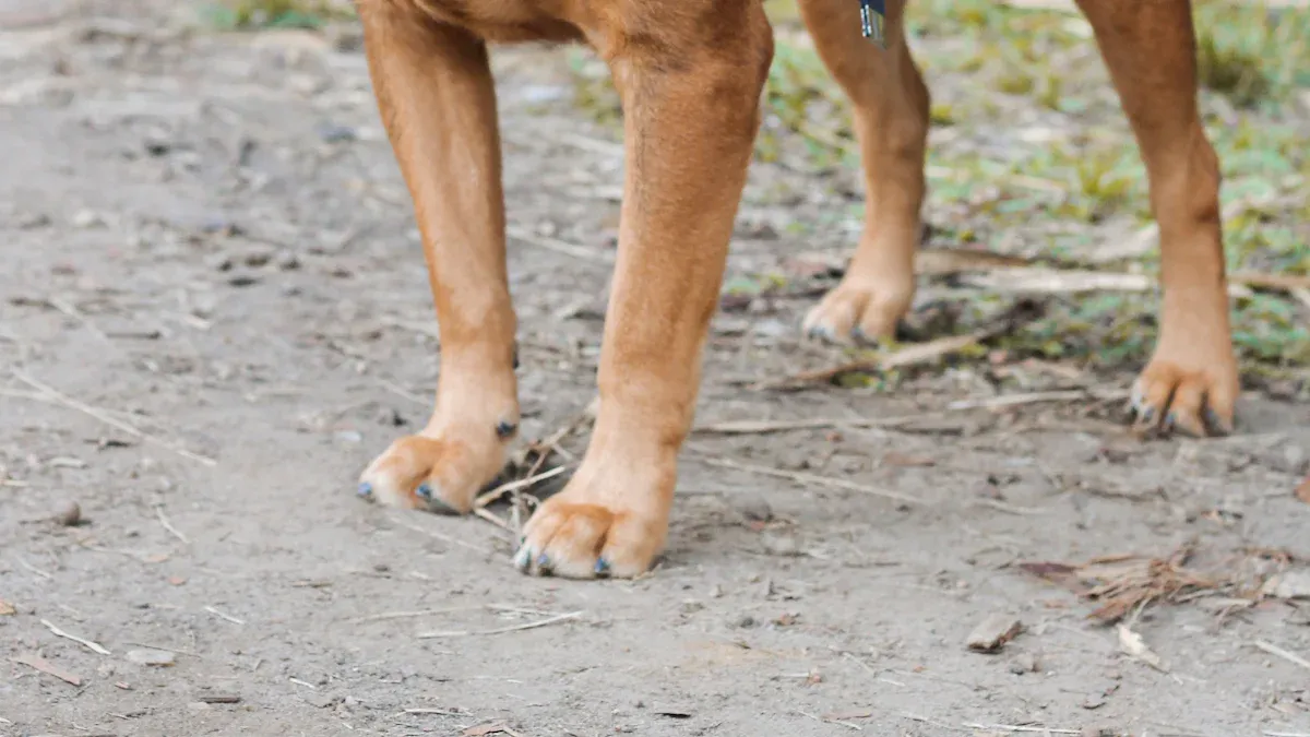How to measure a dog for a harness and fit checks