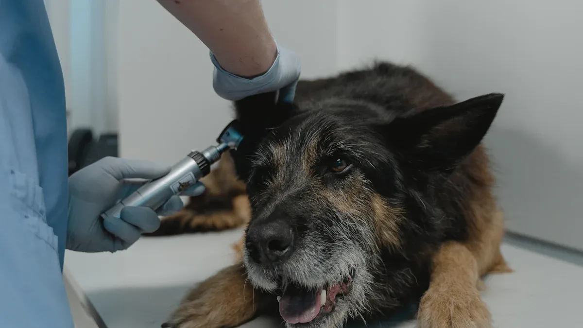 Normal healing after dog surgery