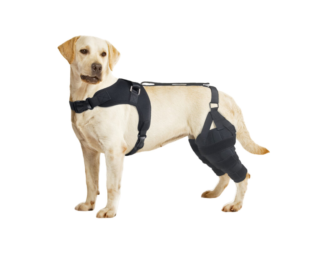 Hind Leg Knee Brace
