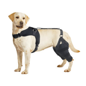 Hind Leg Knee Brace