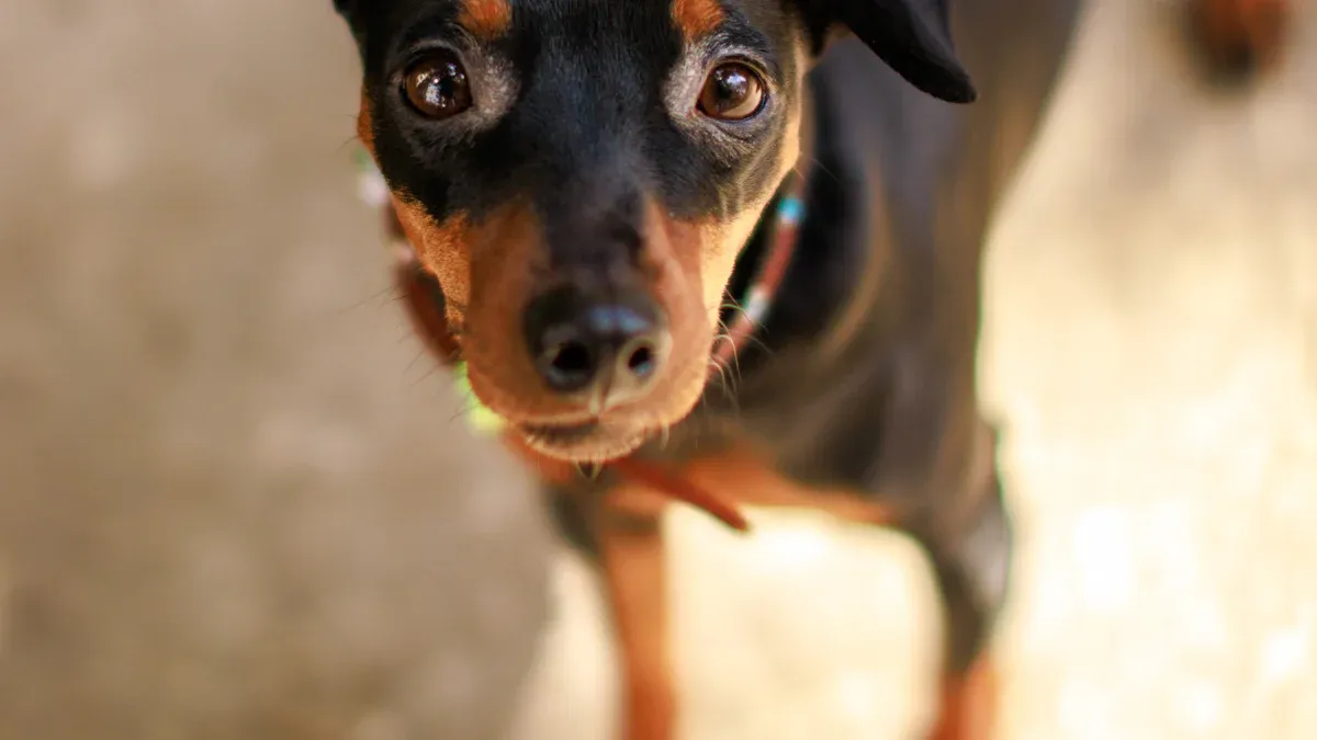 Fitting a dog sleeve to stop licking