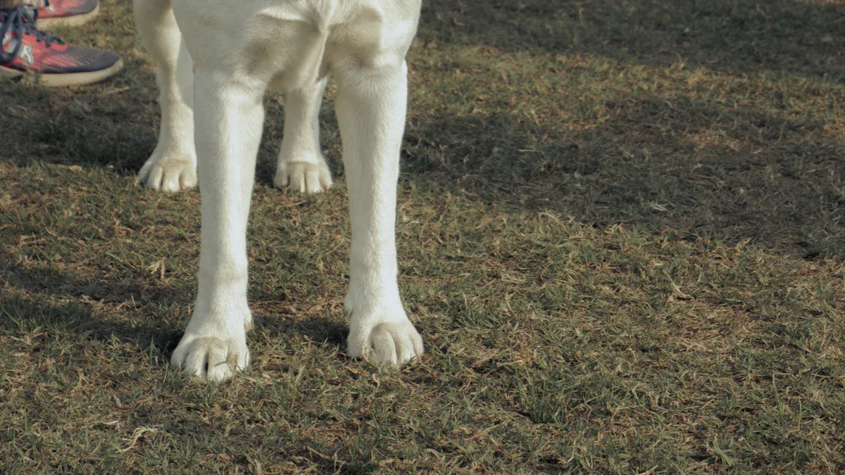 Car Safety Harnesses and Seat Belt Systems