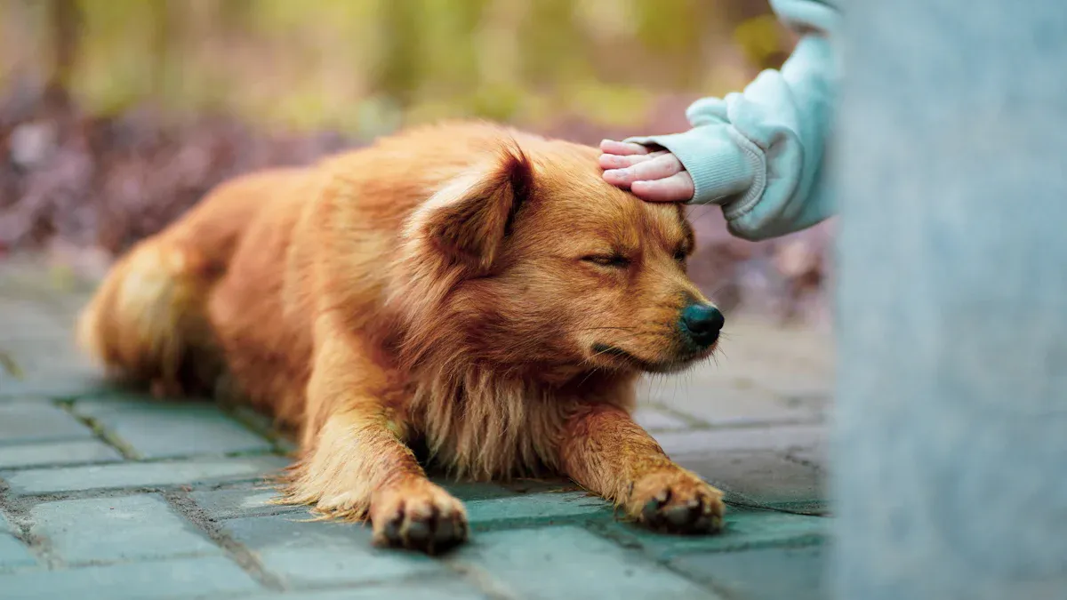 Lick sleeve for dogs: pros and cons