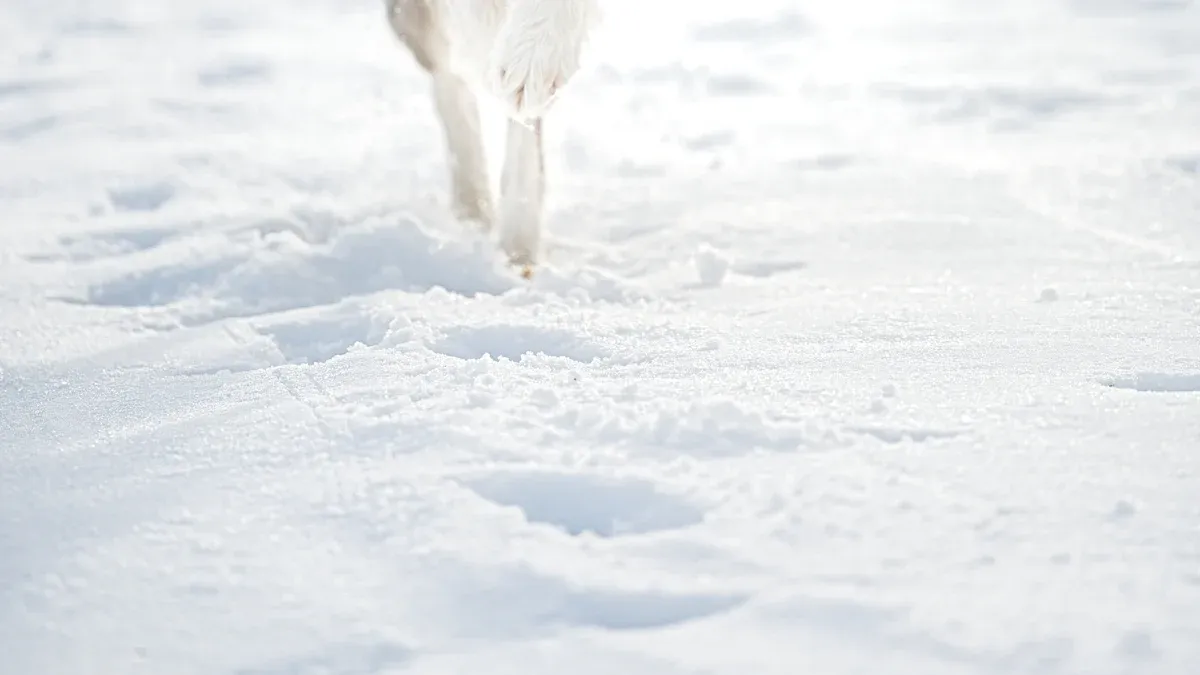 Outdoor Cold Weather Joint Care for Dogs