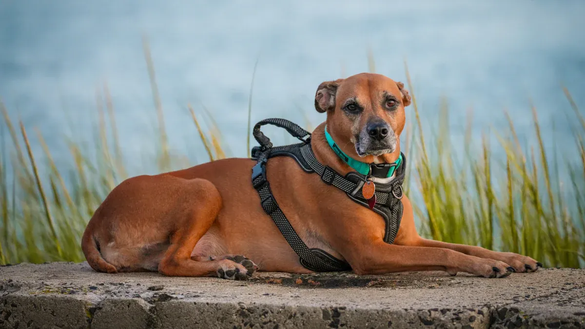 Support sling and harness tips for TPLO recovery