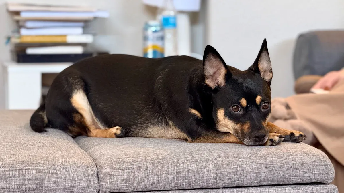 Dog CCL tear recovery timeline: week-by-week phases