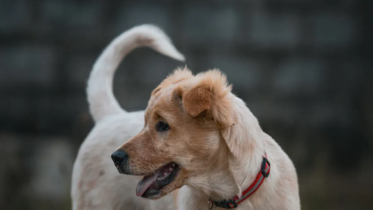 Treat Hot Spots on Dogs at Home