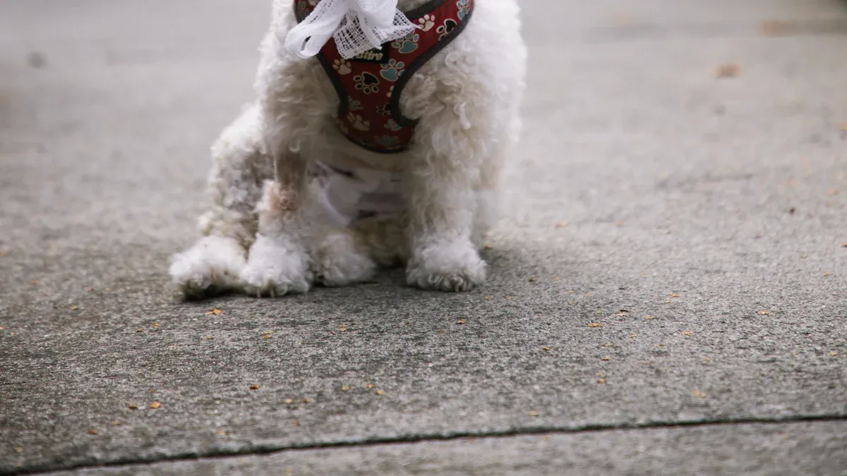 How to keep your dog from licking stitches: best solutions