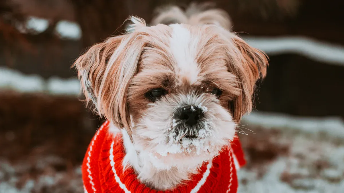 Visibility in Winter