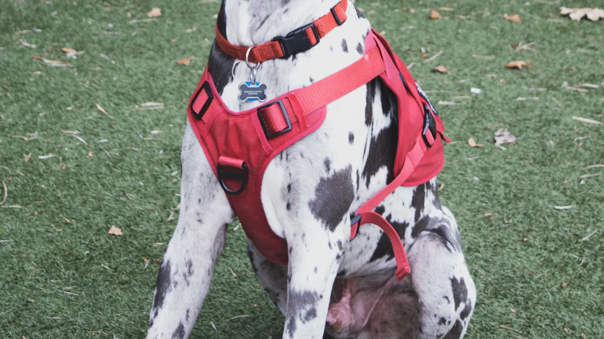 Safely lifting your pet: stairs, car, and potty breaks