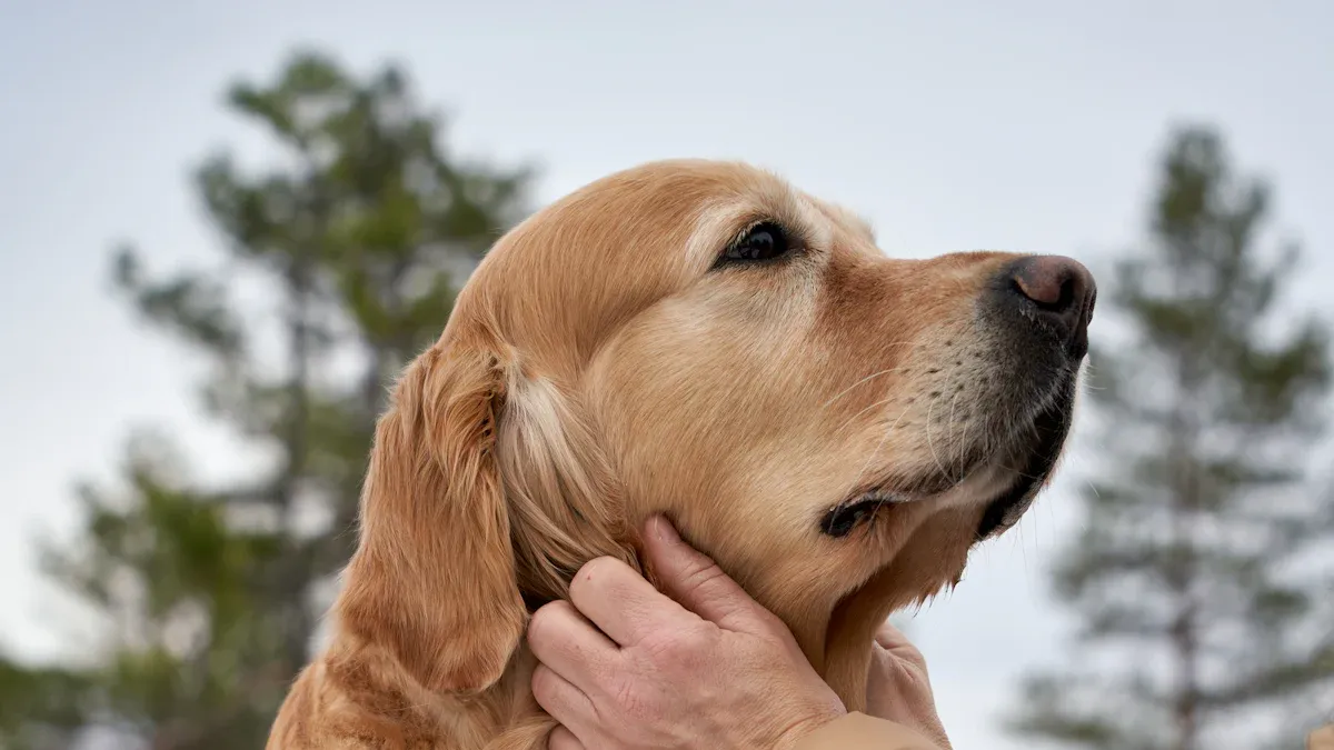 Choosing a Safety Harness for Senior Dogs
