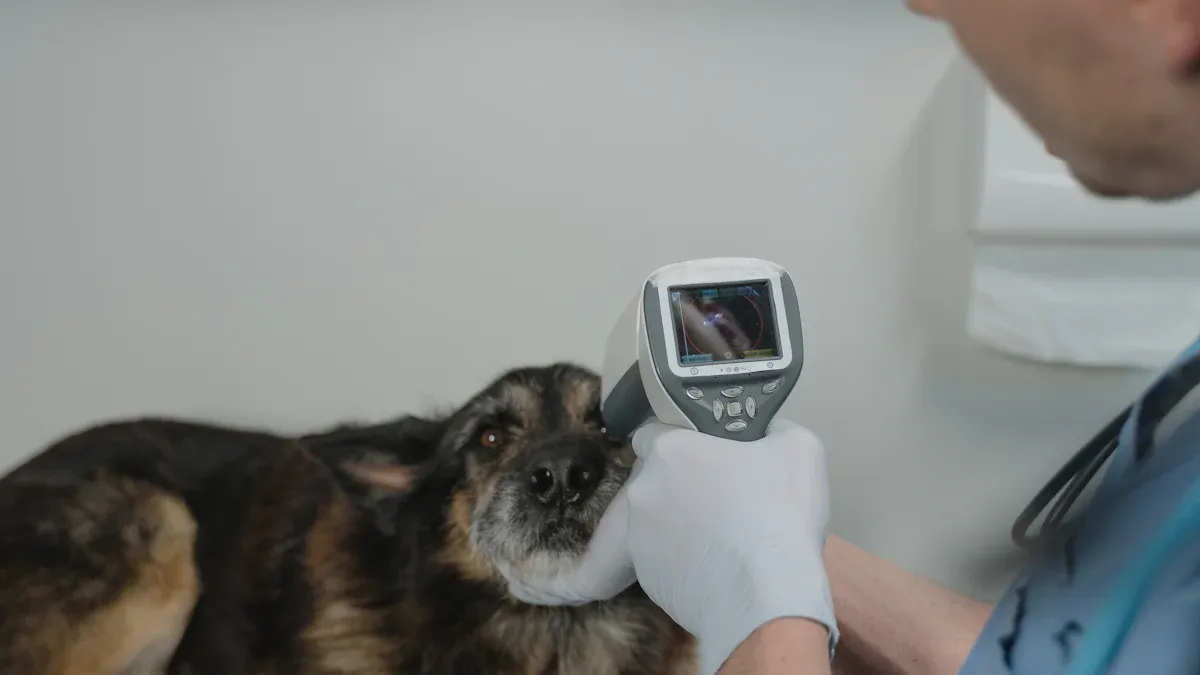 Who benefits from a dog hip brace