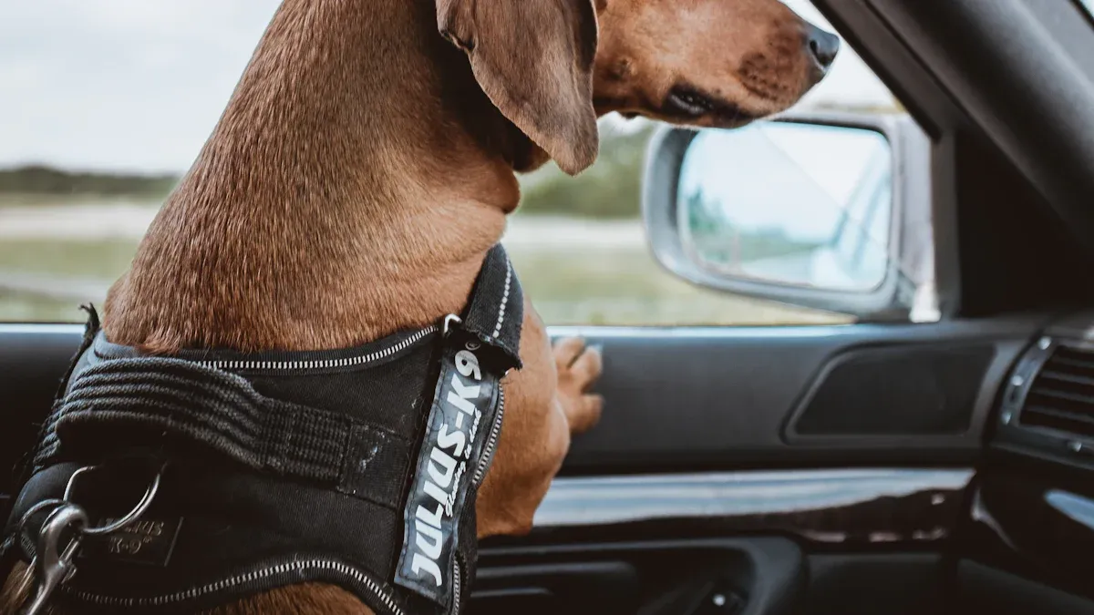 Harness and sling transfer for rehabbing your dog after surgery
