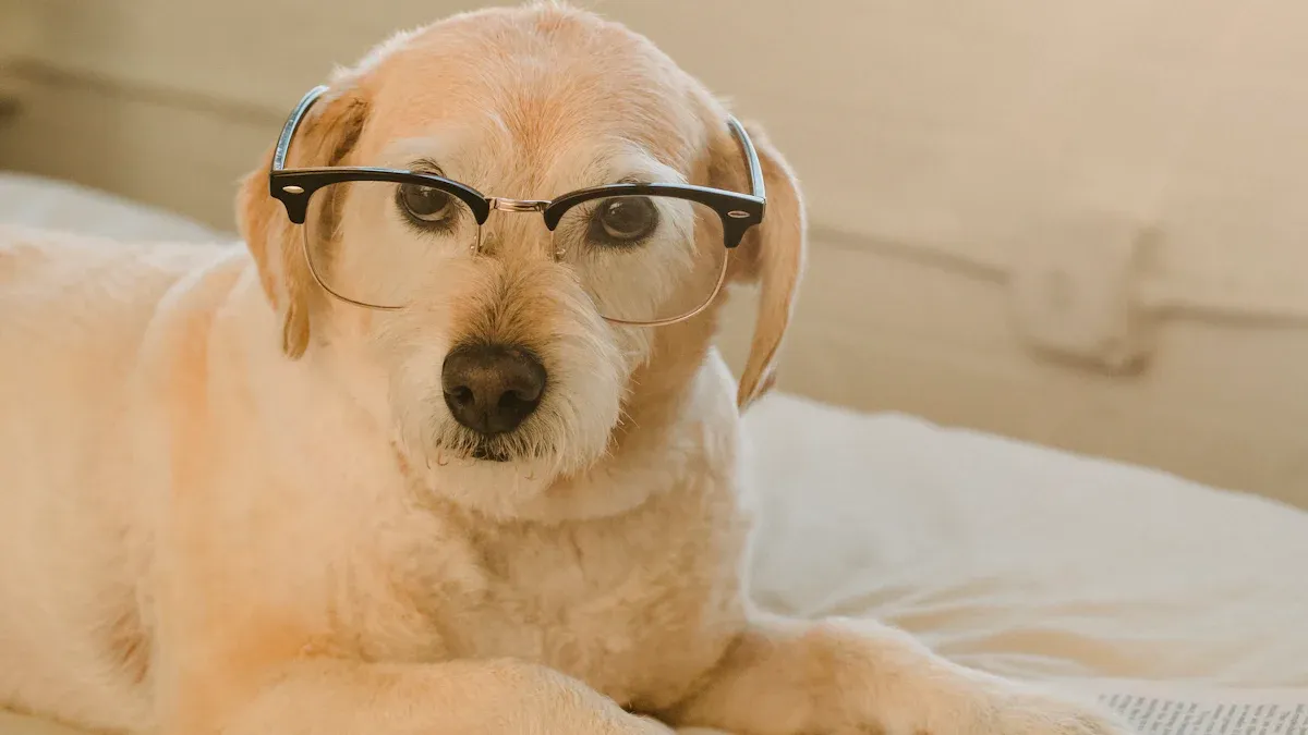 Keeping Your Dog Comfortable, Included, and Confident at Home