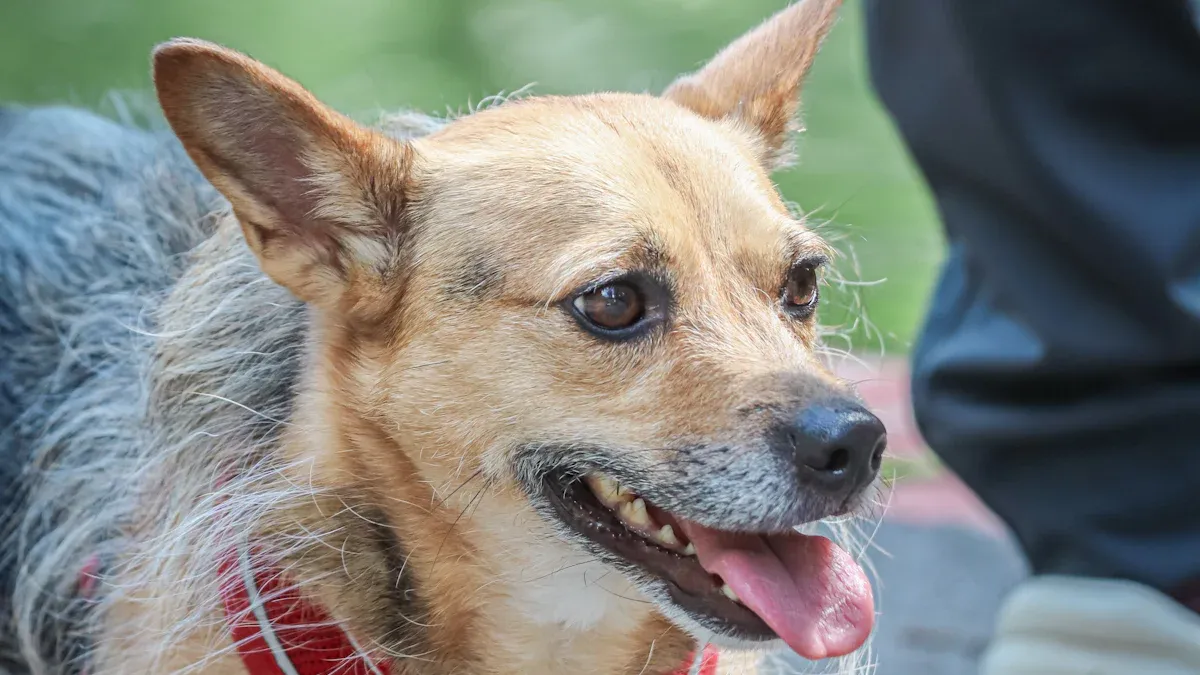 Safety Harness Requirements and Best Practices in Cities