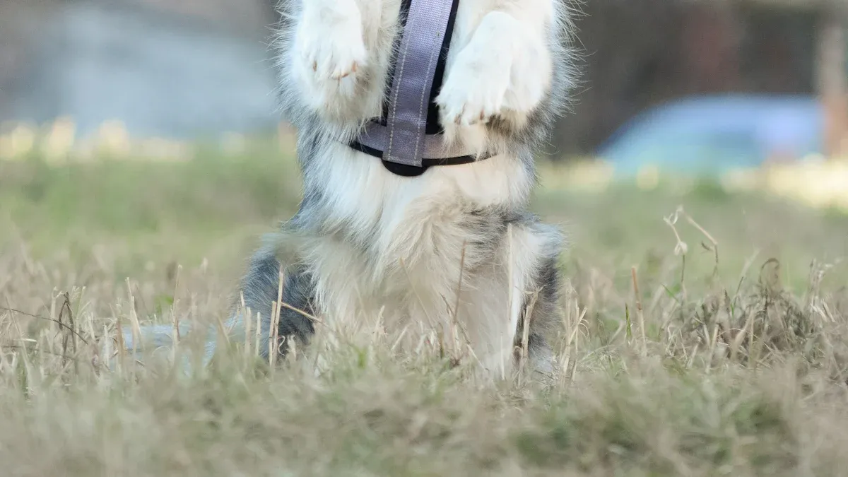 Mobility Support Tools for Hind Leg Weakness