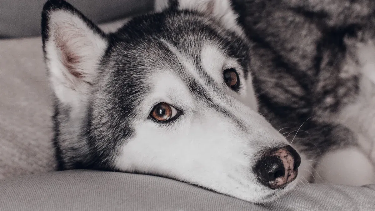 Fitting and break-in for dog hip braces