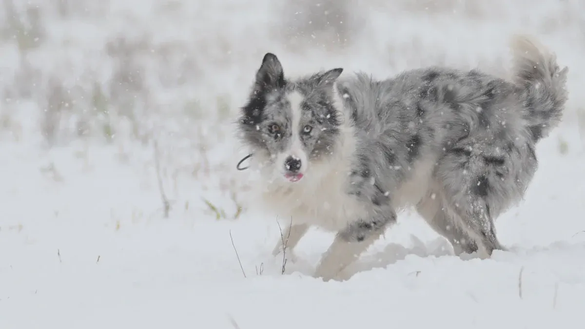 Dog Winter Jacket Injuries & Protective Braces: What to Know