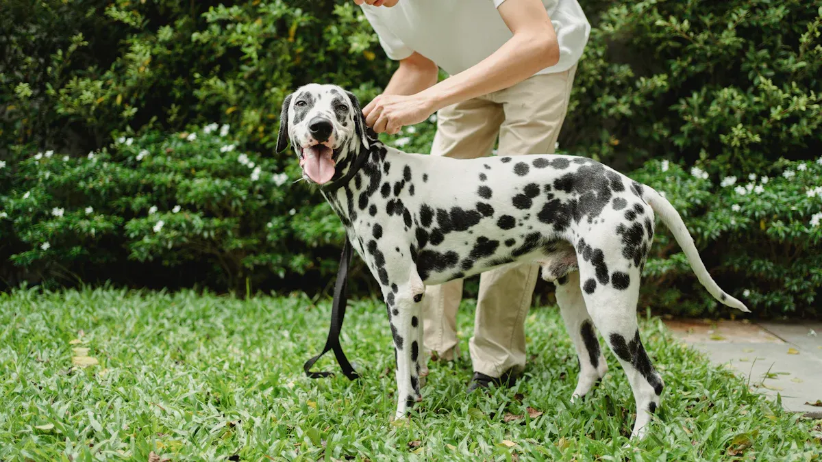 Dog tendon injury rehab: gentle exercises