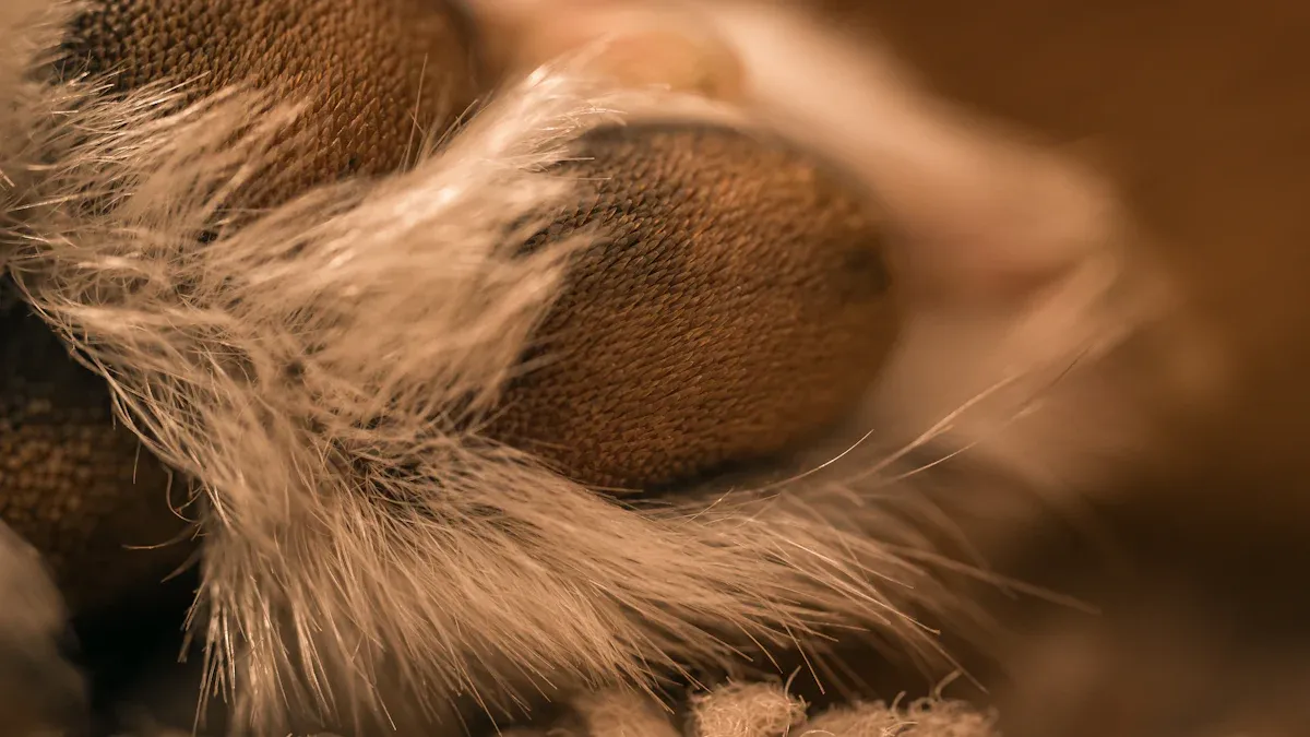 14-Day Paw Protection Routine
