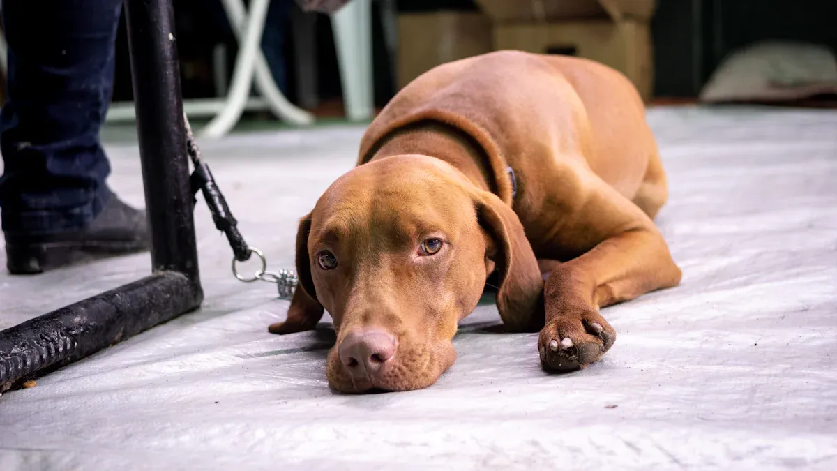 Red flags: when to call the vet for dog chafing