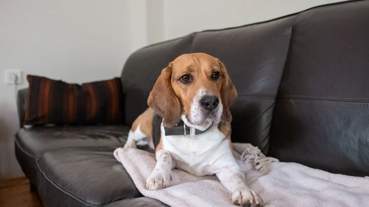 Home changes for dogs with arthritis