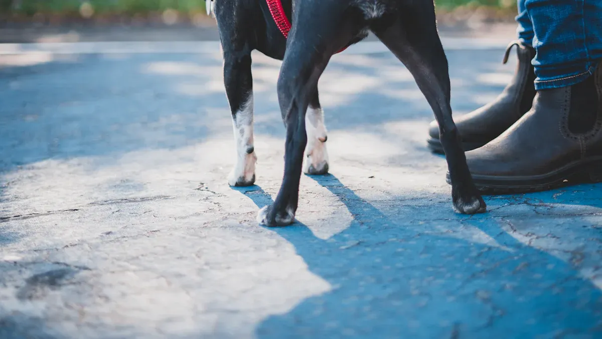 Senior Dog Mobility Support Harnesses 2025: Key Types and Use Cases