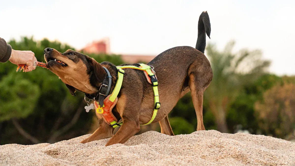 Sizing and Fitting Braces and Harnesses