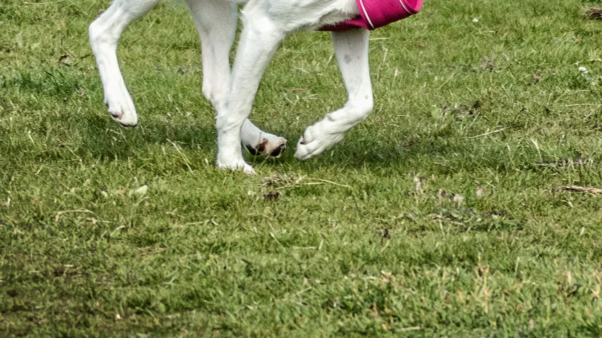 Choosing the right harness design and fit